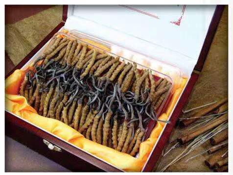 珲春冬虫夏草回收